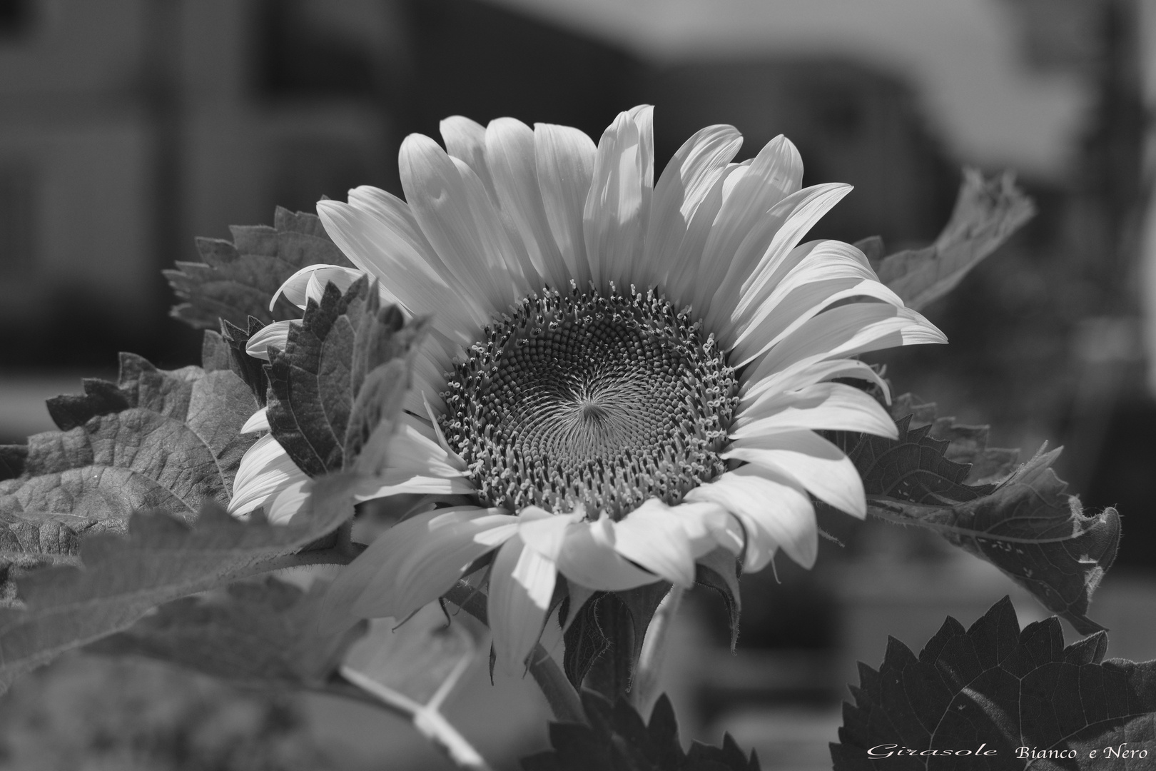 GIRASOLE