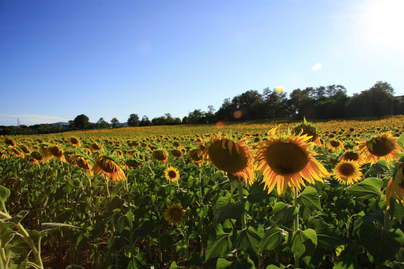 Girasole!!