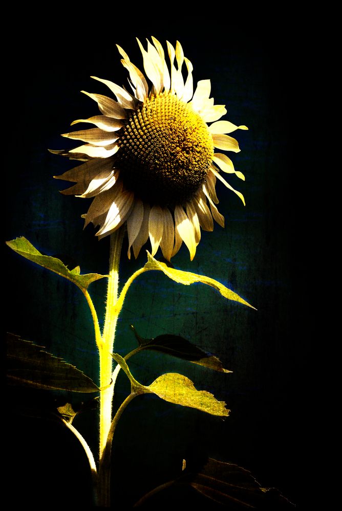 girasOle