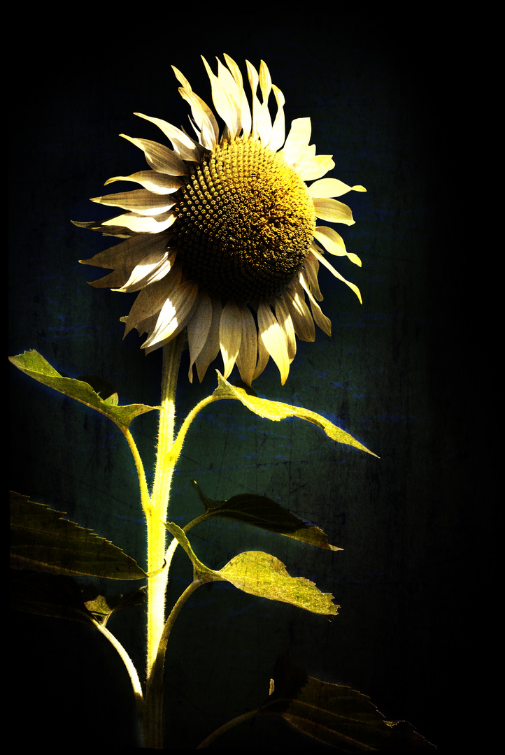 girasOle