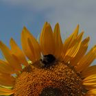 Girasole