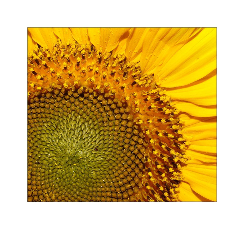 GiraSole