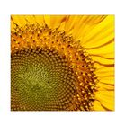 GiraSole