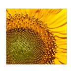 GiraSole