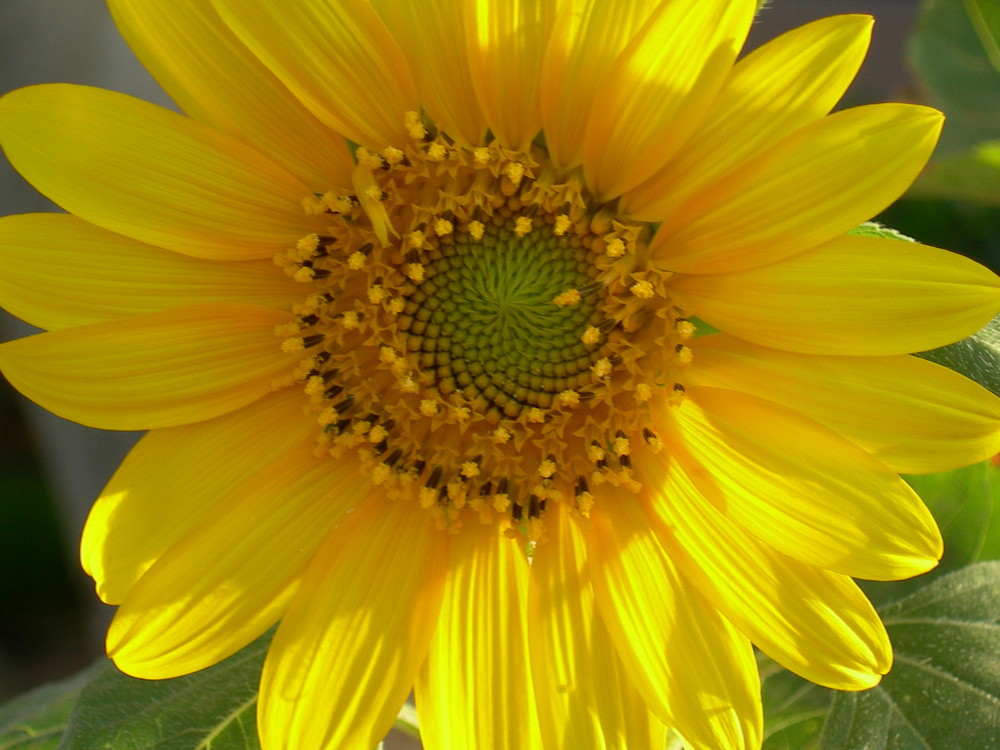 girasole