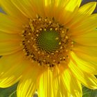 girasole