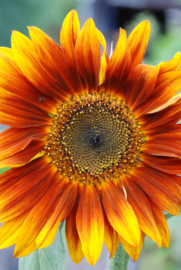 girasole