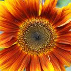 girasole