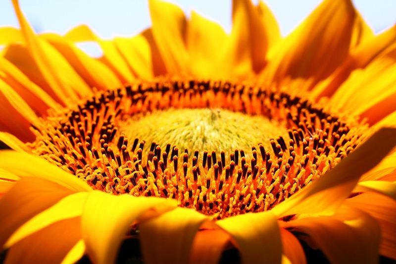 GIRASOLE