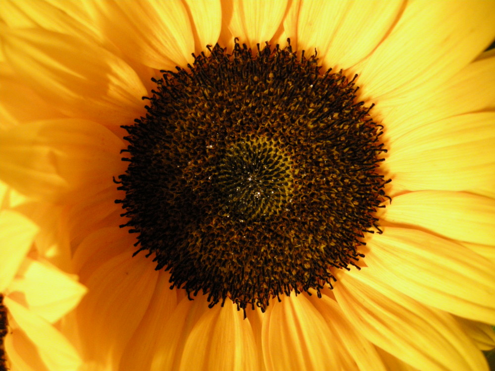 Girasole