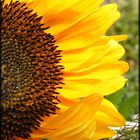 Girasole