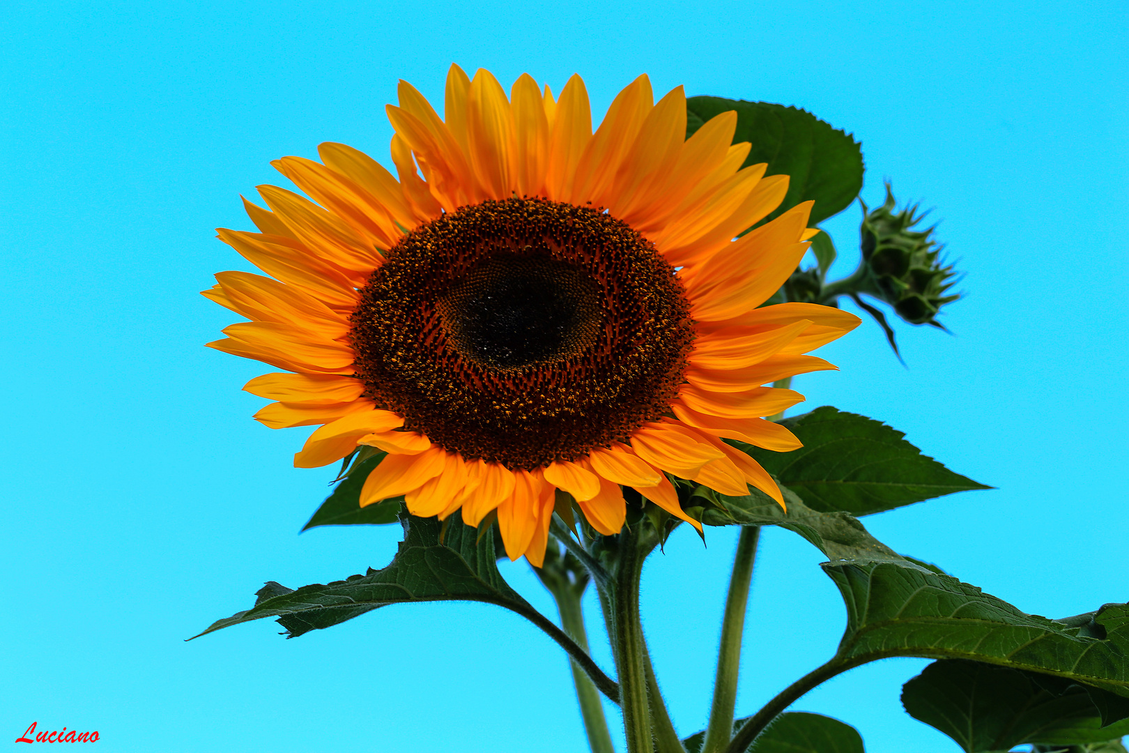 girasole