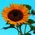 girasole