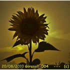 Girasole