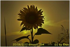 Girasole