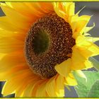 Girasole