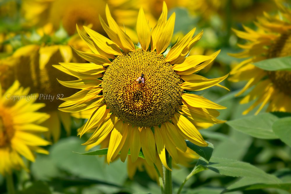 Girasole