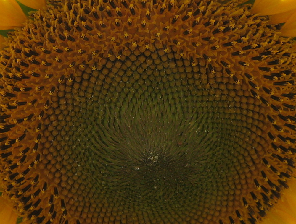 Girasole