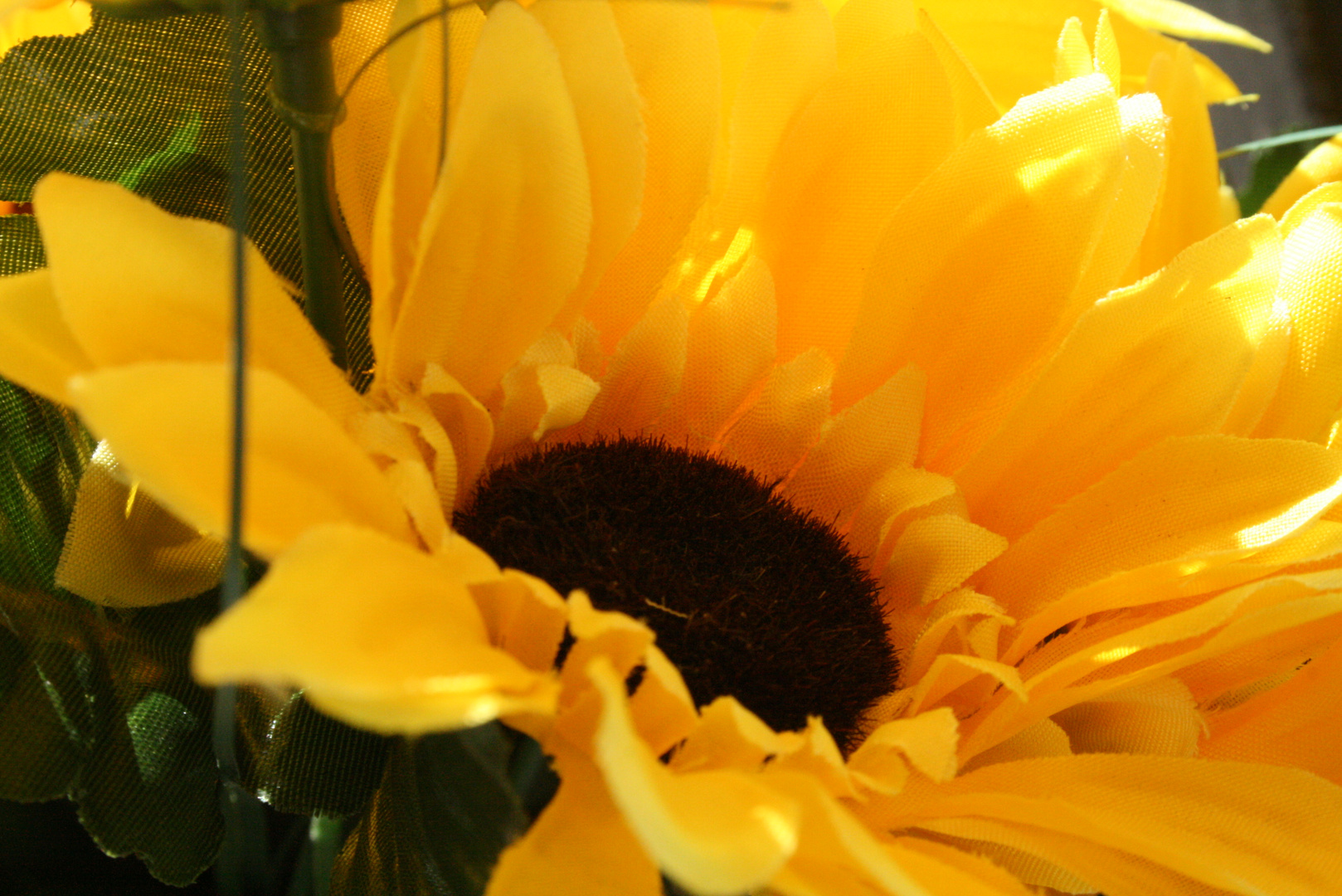 GiraSole ...