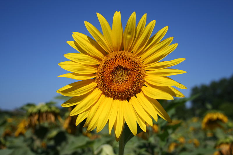 girasole