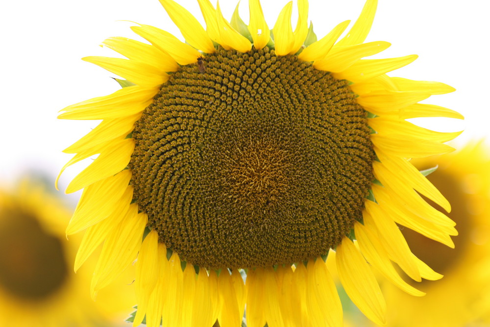 girasole