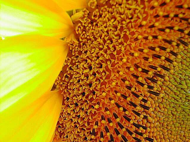 girasole