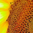 girasole