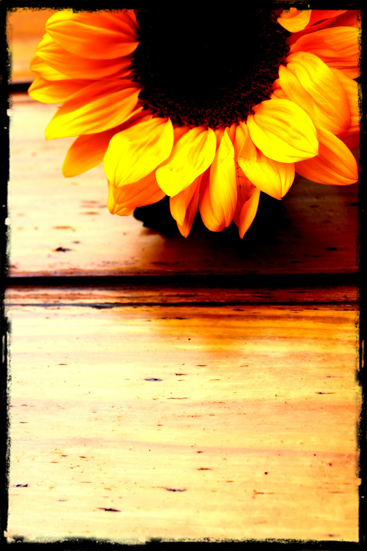 Girasole,