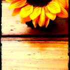 Girasole,