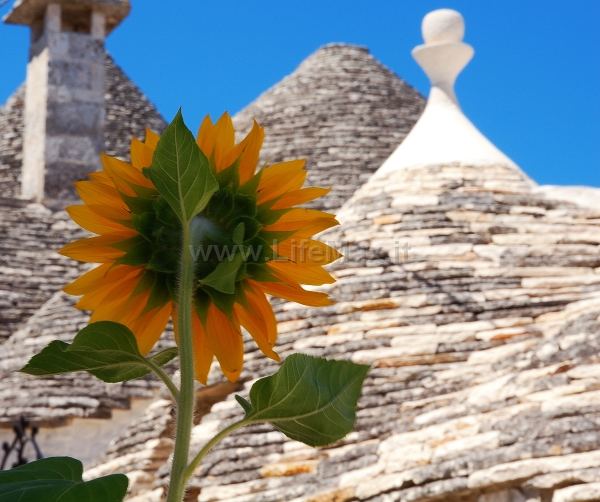 Girasole-Alberobello