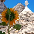 Girasole-Alberobello