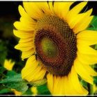 Girasole