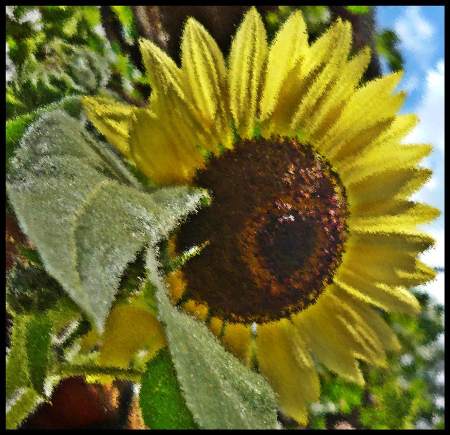 girasole