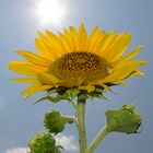 Girasole