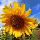 Girasole