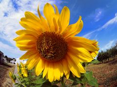 Girasole