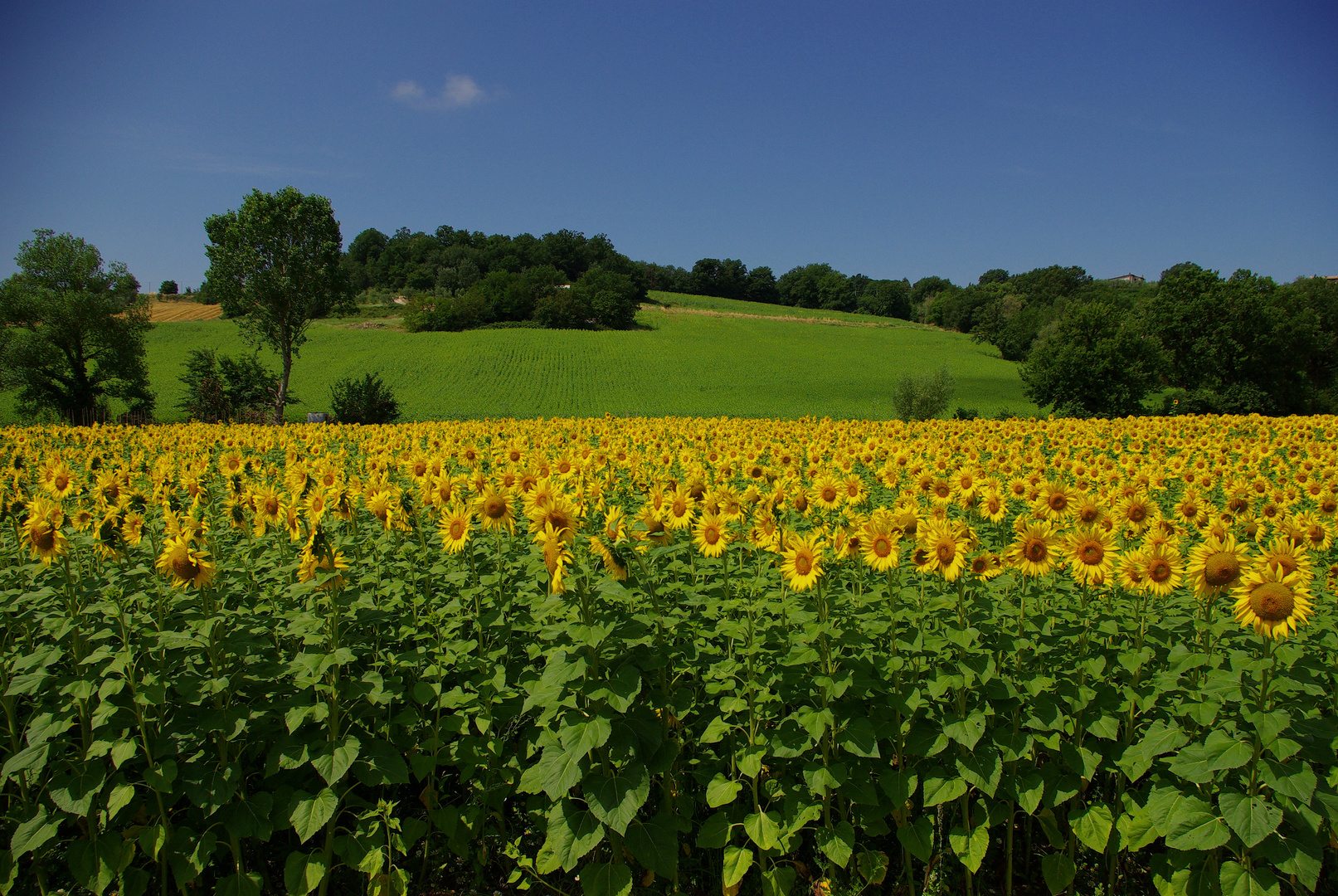 Girasole