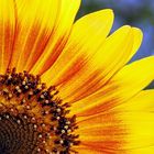 Girasole