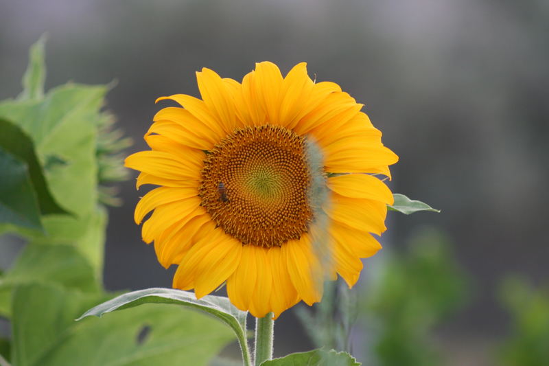 Girasole