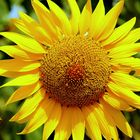 girasole con ape