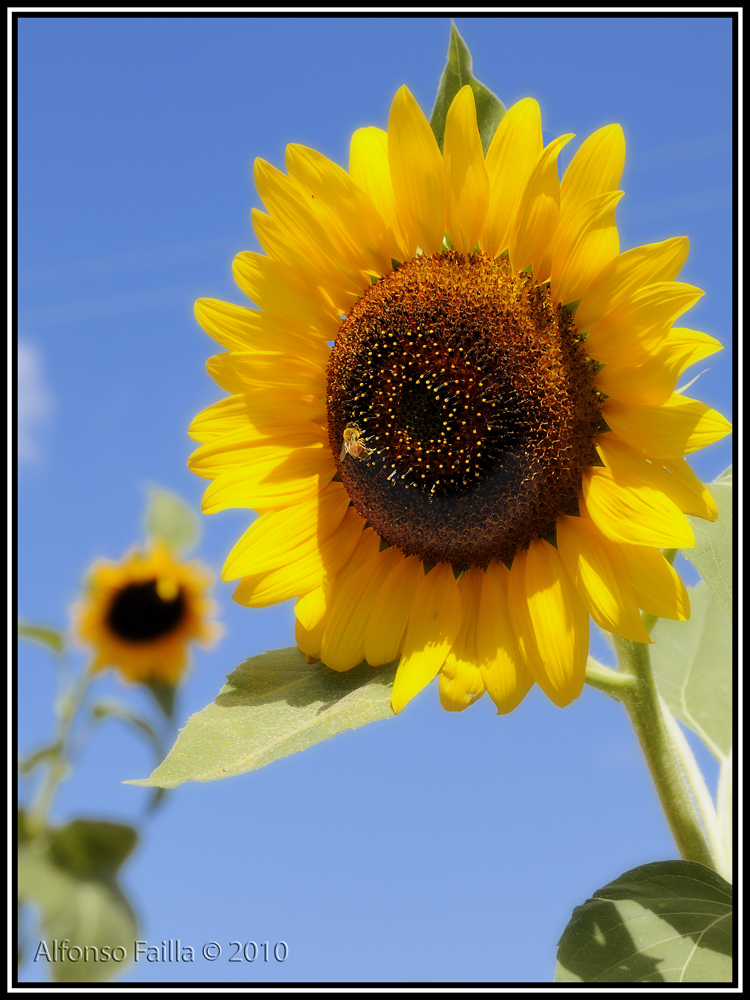 GIRASOLE