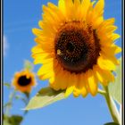 GIRASOLE