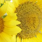 girasole