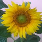 girasole