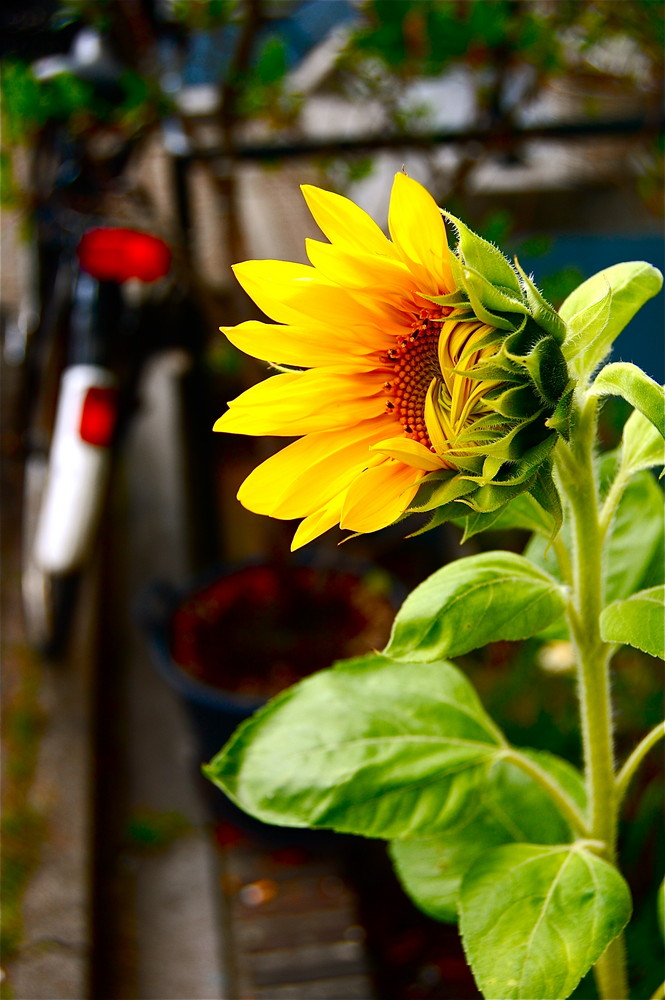 Girasole e Bicicletta