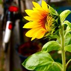 Girasole e Bicicletta