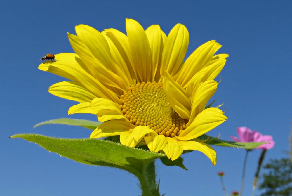 Girasole e............. coccinella