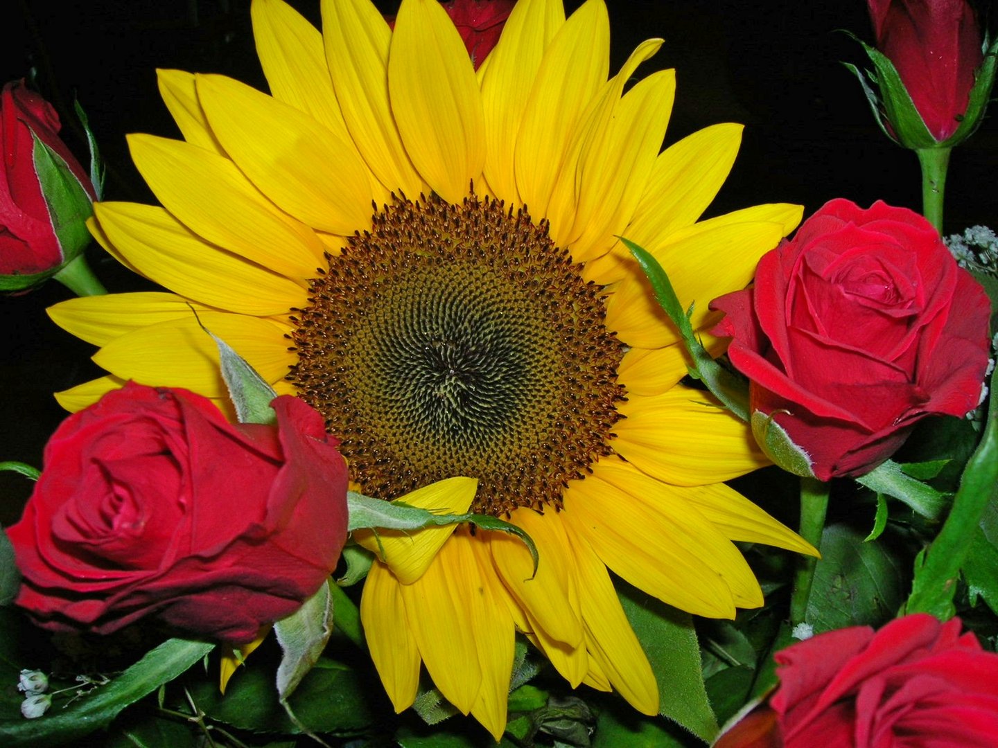 Girasole e rose Foto Immagini piante, fiori e funghi, fiori, natura Foto su