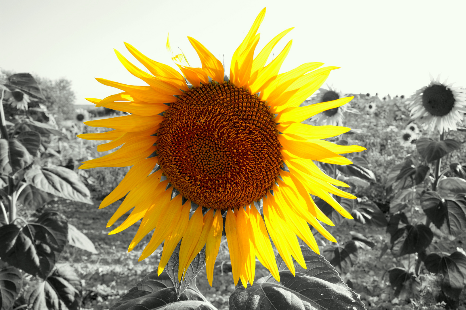 Girasole