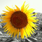 Girasole